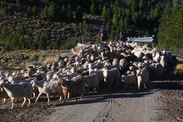 Foto - Göçebelerin "kışlama" yolculuğu başladı