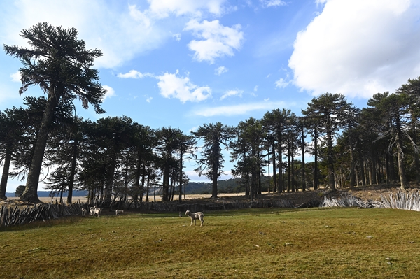 Foto - Göçebelerin "kışlama" yolculuğu başladı
