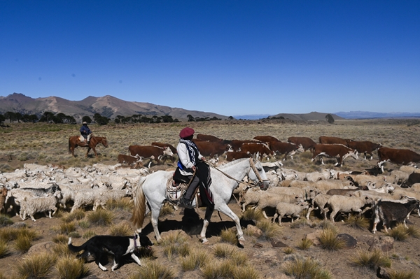 Foto - Göçebelerin "kışlama" yolculuğu başladı