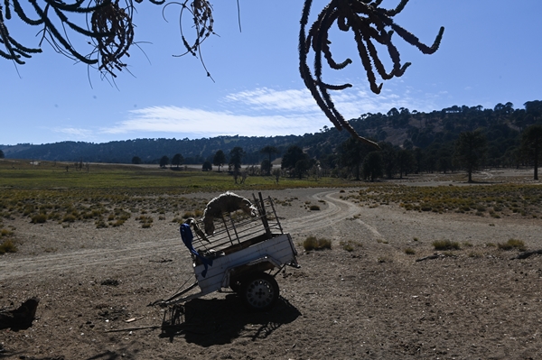 Foto - Göçebelerin "kışlama" yolculuğu başladı