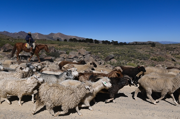 Foto - Göçebelerin "kışlama" yolculuğu başladı