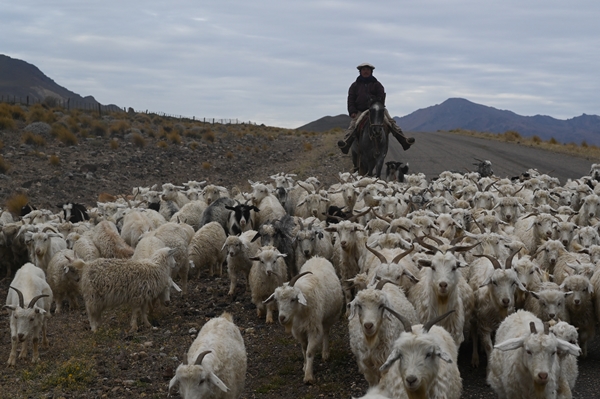 Foto - Göçebelerin "kışlama" yolculuğu başladı