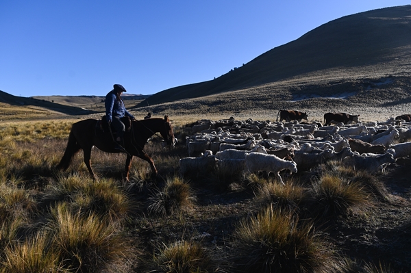 Foto - Göçebelerin "kışlama" yolculuğu başladı