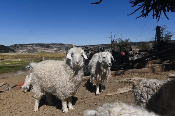 Foto - Göçebelerin "kışlama" yolculuğu başladı