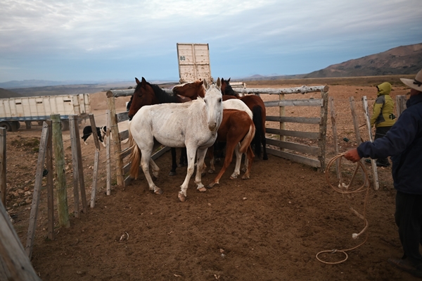 Foto - Göçebelerin "kışlama" yolculuğu başladı