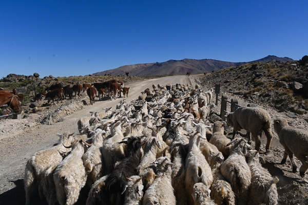 Foto - Göçebelerin "kışlama" yolculuğu başladı