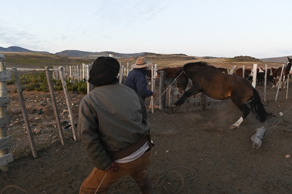 Foto - Göçebelerin "kışlama" yolculuğu başladı