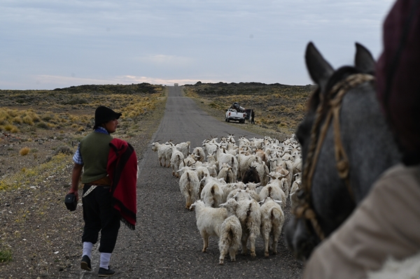 Foto - Göçebelerin "kışlama" yolculuğu başladı