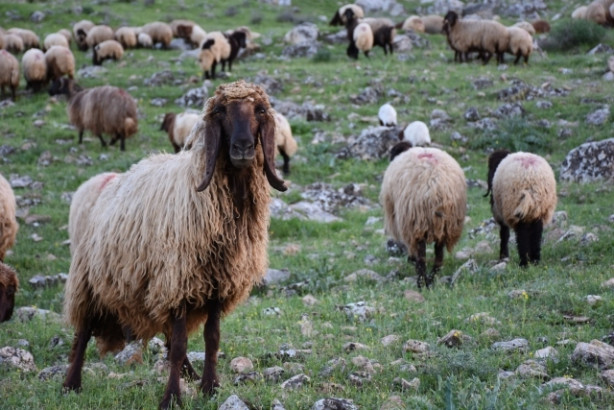 Foto - Göçerler, zorlu yayla yolculuğuna hazırlanıyor