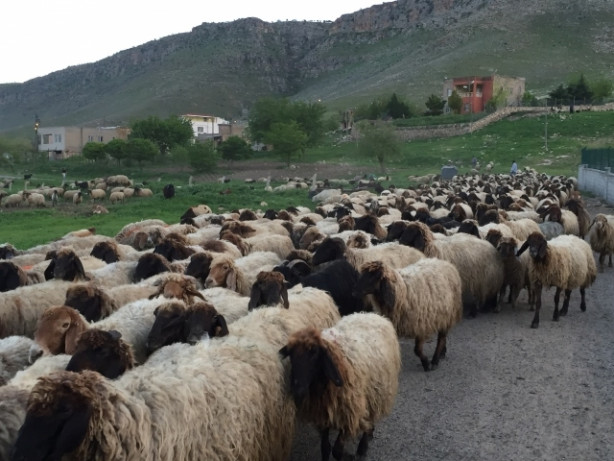 Foto - Göçerler, zorlu yayla yolculuğuna hazırlanıyor