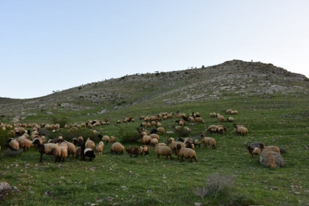Foto - Göçerler, zorlu yayla yolculuğuna hazırlanıyor