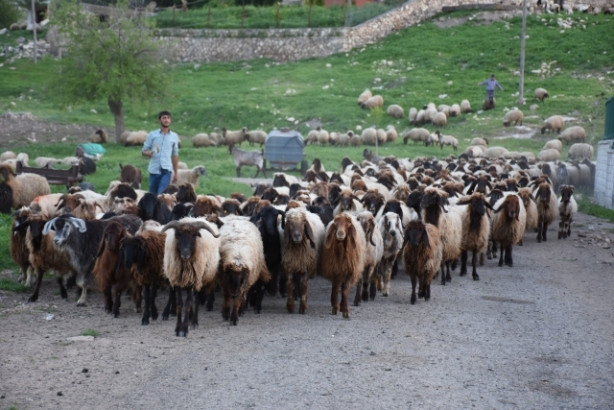 Foto - Göçerler, zorlu yayla yolculuğuna hazırlanıyor