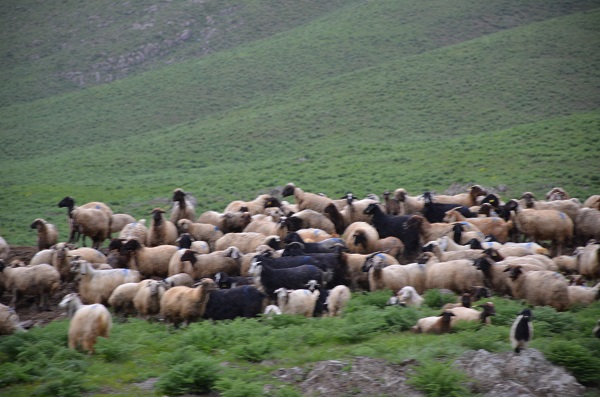 Foto - Göçerlerin Faraşin Yaylası'na zorlu yolculuğu