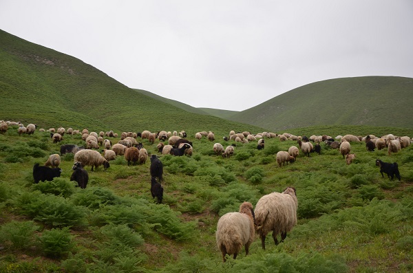 Foto - Göçerlerin Faraşin Yaylası'na zorlu yolculuğu