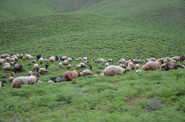 Foto - Göçerlerin Faraşin Yaylası'na zorlu yolculuğu