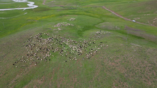 Foto - Göçerlerin Faraşin Yaylası'na zorlu yolculuğu