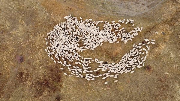 Foto - Göçerlerin yayladan zorlu dönüş yolculuğu başladı
