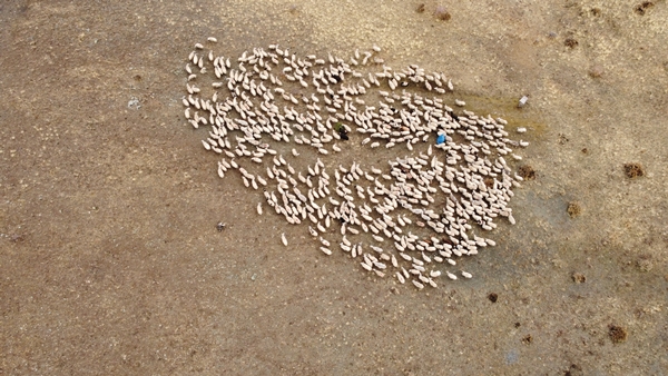 Foto - Göçerlerin yayladan zorlu dönüş yolculuğu başladı