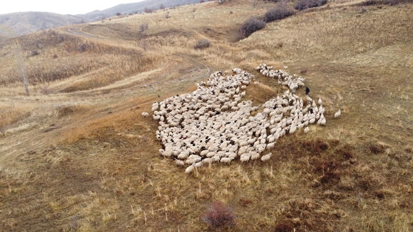 Foto - Göçerlerin yayladan zorlu dönüş yolculuğu başladı
