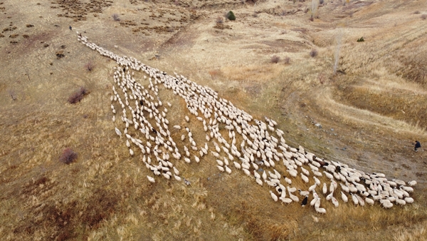 Göçerlerin yayladan zorlu dönüş yolculuğu başladı