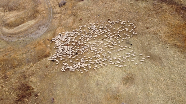 Foto - Göçerlerin yayladan zorlu dönüş yolculuğu başladı
