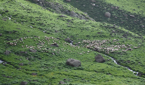 Foto - Göçerler yaz rotasını izlemeye başladı