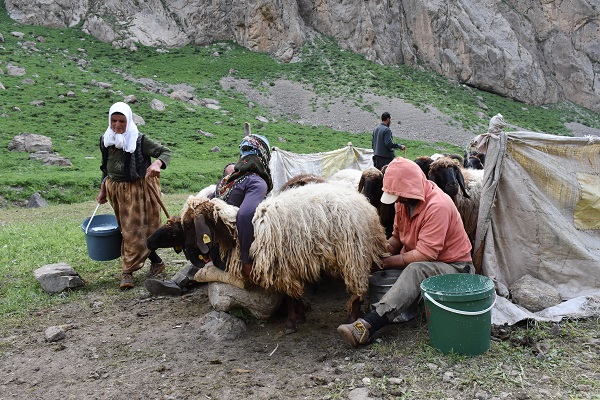 Foto - Göçerler yaz rotasını izlemeye başladı