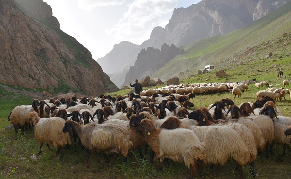 Foto - Göçerler yaz rotasını izlemeye başladı