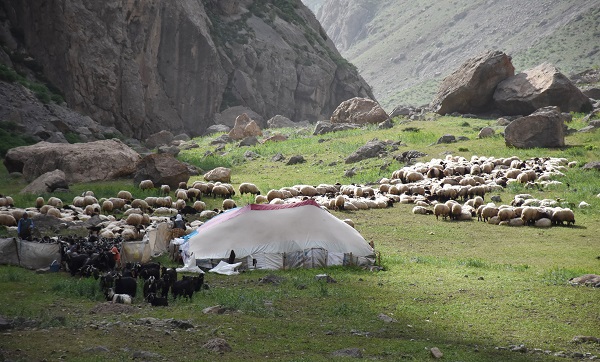 Foto - Göçerler yaz rotasını izlemeye başladı