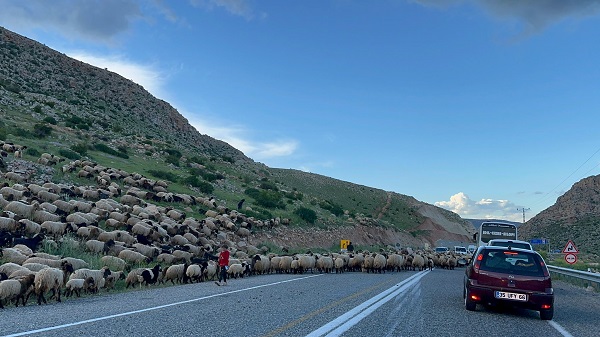 Foto - Göçerlerin zorlu yayla yolculuğu 