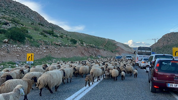Foto - Göçerlerin zorlu yayla yolculuğu 