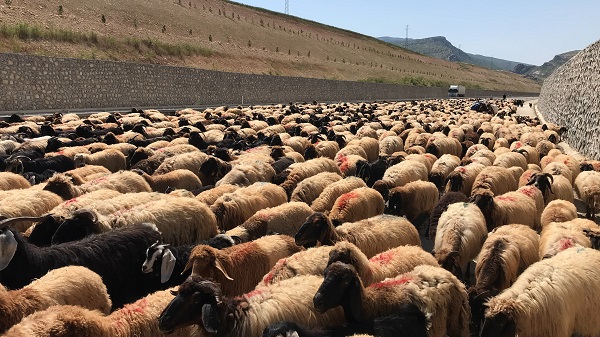 Foto - Göçerlerin zorlu yayla yolculuğu 