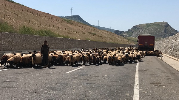 Foto - Göçerlerin zorlu yayla yolculuğu 