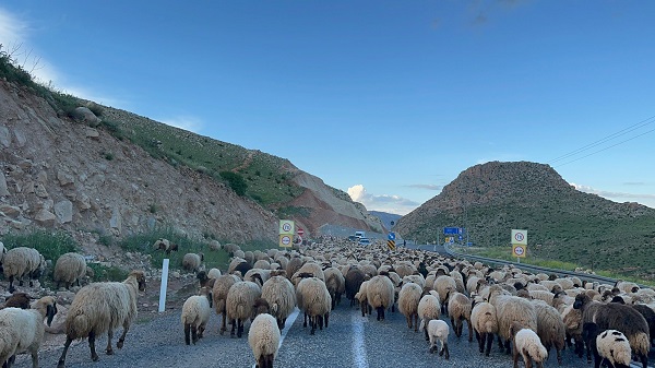 Foto - Göçerlerin zorlu yayla yolculuğu 