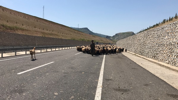 Foto - Göçerlerin zorlu yayla yolculuğu 