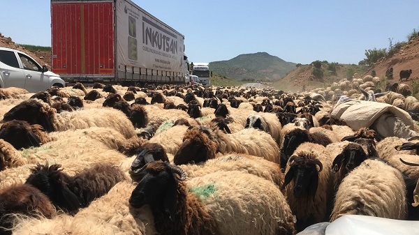 Foto - Göçerlerin zorlu yayla yolculuğu 