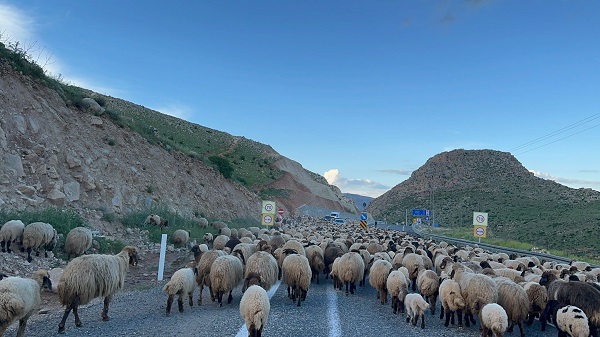 Foto - Göçerlerin zorlu yayla yolculuğu 