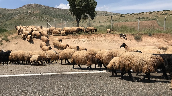 Foto - Göçerlerin zorlu yayla yolculuğu 