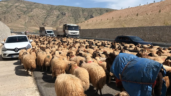 Foto - Göçerlerin zorlu yayla yolculuğu 