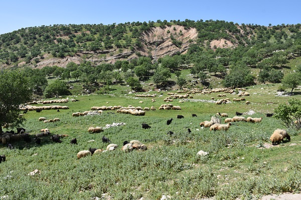 Foto - Göçerlerin zorlu yolculuğu başladı
