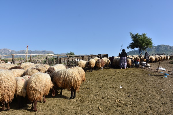 Foto - Göçerlerin zorlu yolculuğu başladı