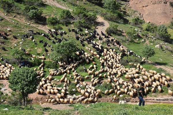 Göçerlerin zorlu yolculuğu başladı