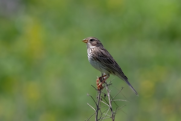 Foto - Göçmen kuşlar Gaziantep’i sevdi