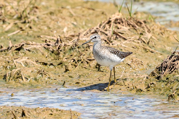 Foto - Göçmen kuşlar Gaziantep’i sevdi