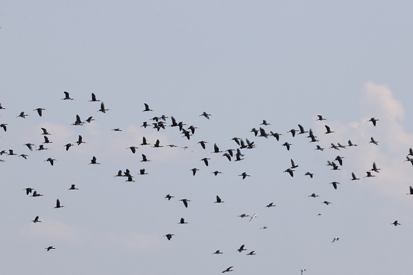 Foto - Göçmen kuşlar Gaziantep’i sevdi