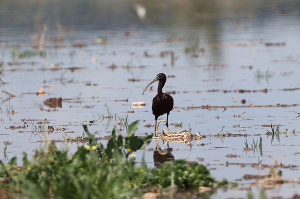 Foto - Göçmen kuşlar Gaziantep’i sevdi