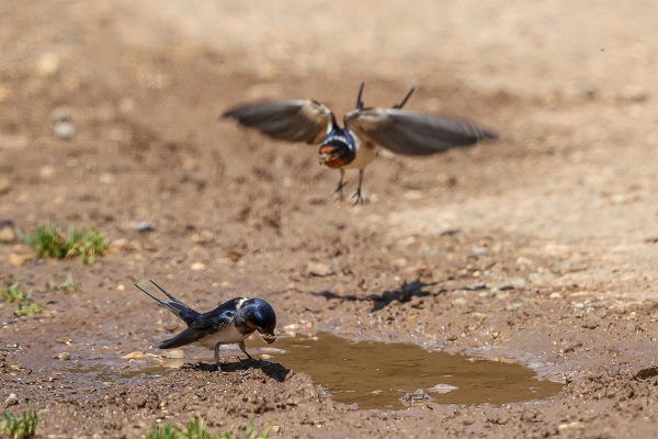 Foto - Göçmen kuşlar Gaziantep’i sevdi