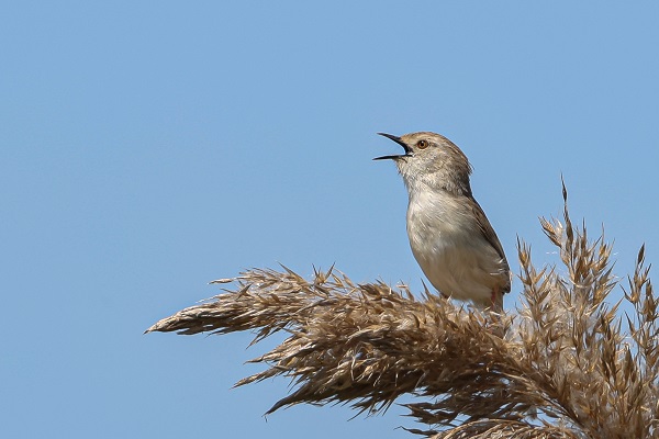 Foto - Göçmen kuşlar Gaziantep’i sevdi