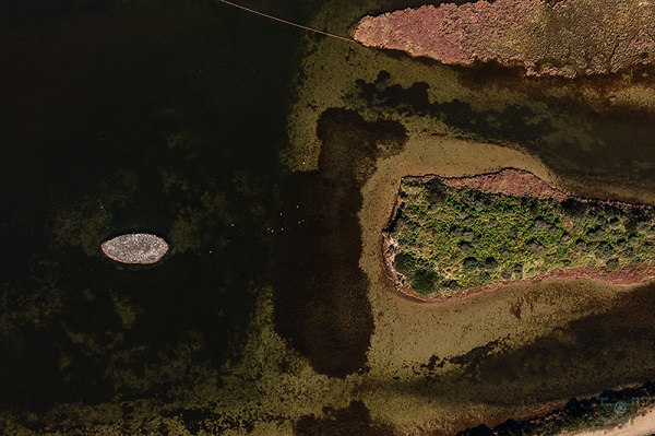 Foto - Göçmen kuşlar için seferberlik! Bu adacık bakın nasıl yapıldı