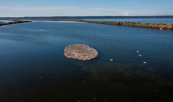 Göçmen kuşlar için seferberlik! Bu adacık bakın nasıl yapıldı